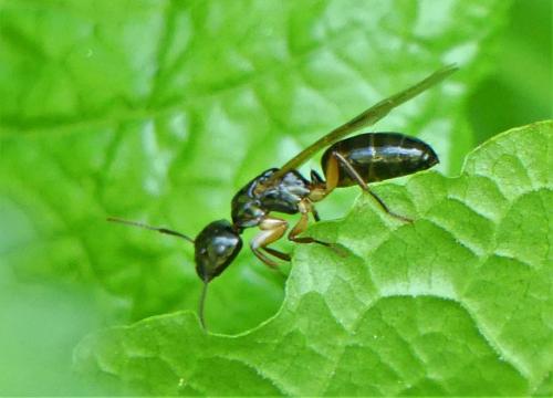 Camponotus fallax